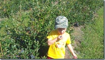 blueberry eating-poster