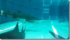 vlcsnap-2013-08-26-15h01m21s221
